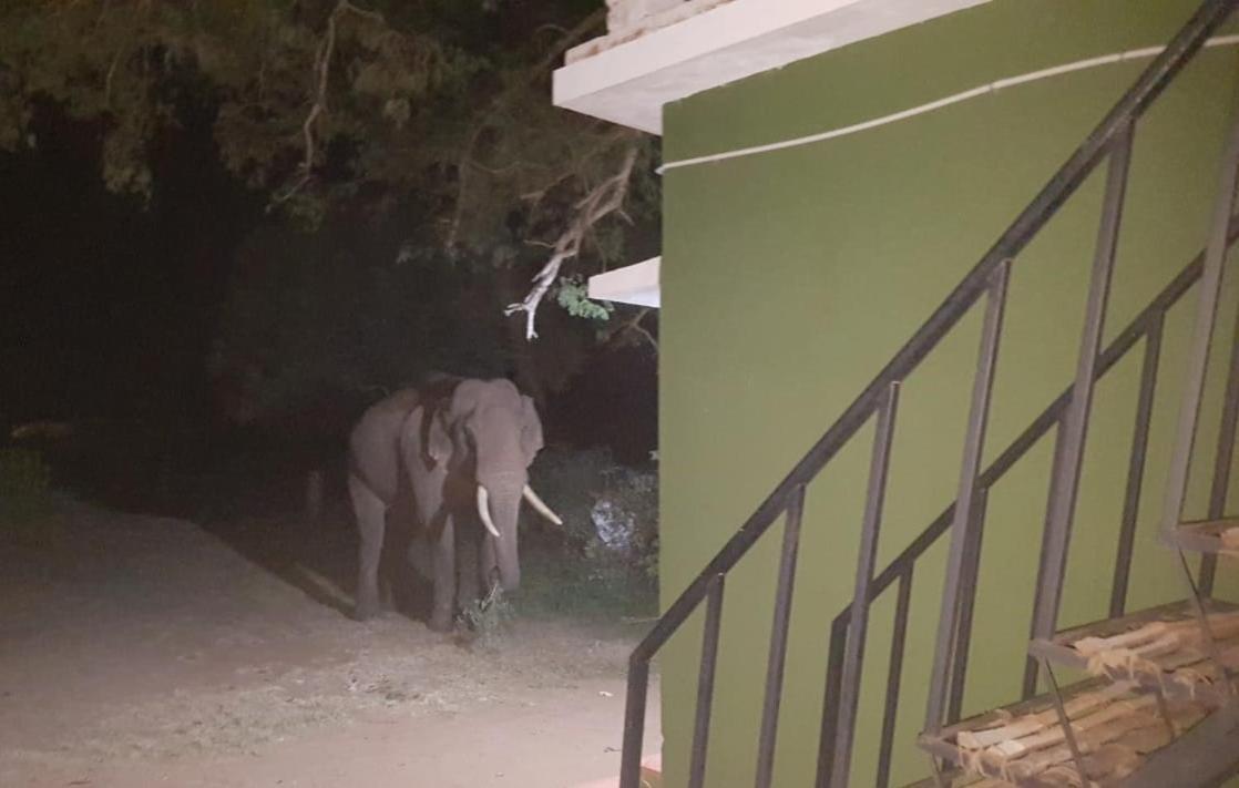 Aarraams Farms & Resorts Masinagudi Buitenkant foto